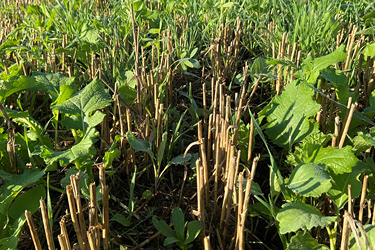 Zwischenfrucht mit Stoppeln der Vorfrucht