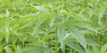 Nachwachsende Rohstoffe