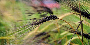 Pflanzengenetische Ressourcen