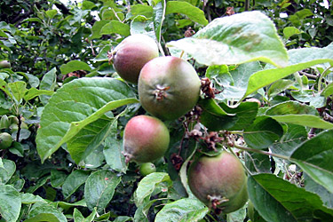 Kleine Äpfel im Juni