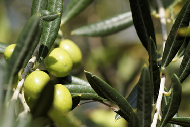 Oliven am Baum. Foto: Andreas Lettow, piclease.com