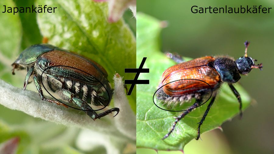 Japankäfer