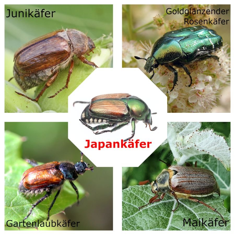 Japankäfer