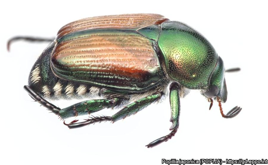 Japankäfer