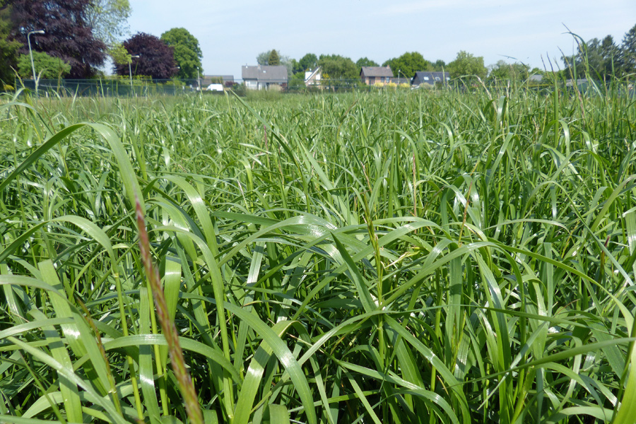 Rohrschwingelgras (Festuca arundinacea)