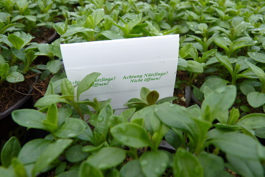 Karte mit Trichogramma-Schlupfwespen