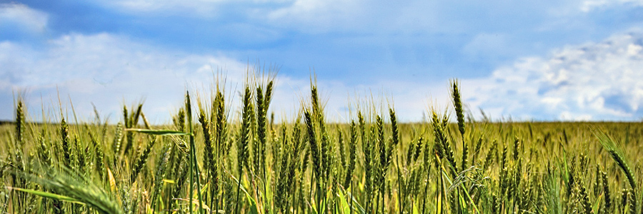 Winterweizen