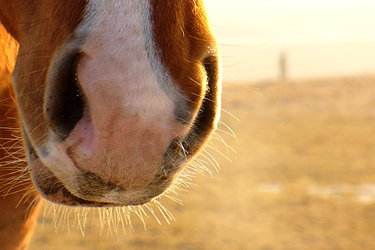 Pferdeschnauze