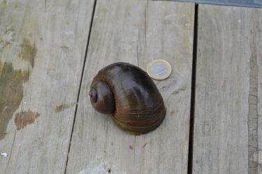 Apfelschnecke Gehäuse