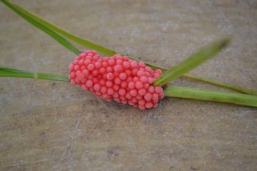 Gelege der Apfelschnecke