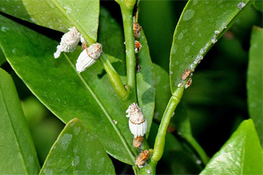 Australische Wollschildlaus (Icerya purchasi)