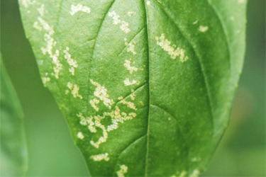 Schaden durch Zikaden an Basilikum