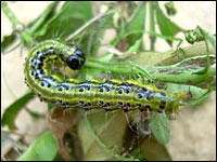 Raupe des Buchsbaumzünslers