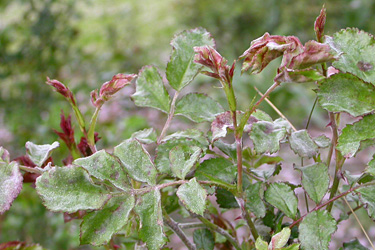 Echter Mehltau an Rosen