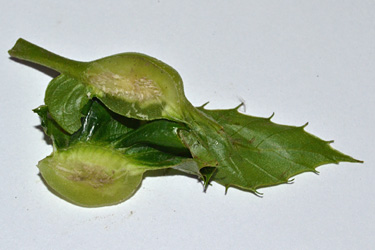 Aufgeschnittene Galle mit Larvengängen