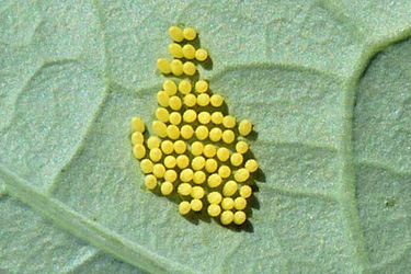 Eispiegel eines Eulenfalters