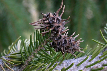 Fichtengallenläuse