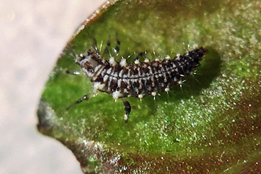 Florfliegenlarve auf der Suche nach Beute