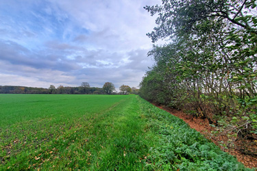 Gehölzstreifen mit Abstand zum Acker