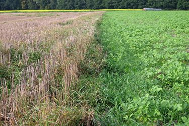 Gemeine Quecke am Feldrand