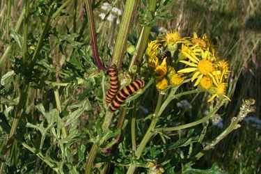Karminbär (Tyria jacobaeae) an Jakobskreuzkraut