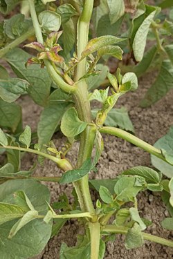 Bildung von Geiztrieben und Luftknollen