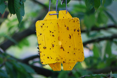 Kirschfruchtfliegenfalle