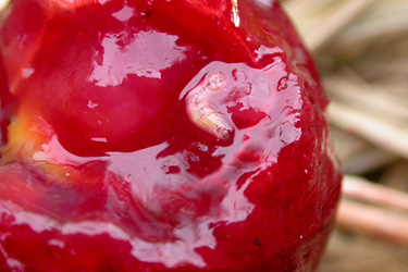 Kirschfruchtfliegenlarve in einer Kirsche