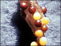 Zysten an Kartoffelwurzeln