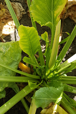 Lanzettliche Herzblätter