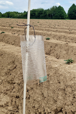 Leimtafel in Kartoffeln