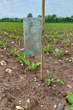 Leimtafel in Zuckerrüben