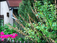 Monilia-Spitzendürre bei einem Mandelbäumchen