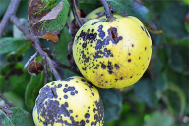 Blattbräune an Quitte