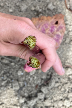 Rhabarberstangen sind gummiartig weich und löchrig