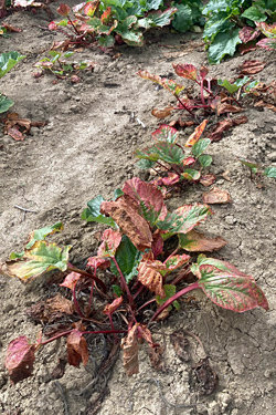 Wachstumsdepression und Verfärbungen bei Rhabarber