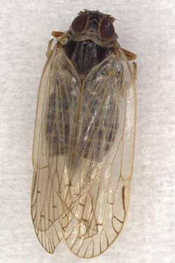 Weibliche Schilf-Glasflügelzikade