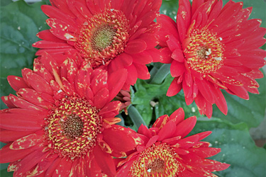 Starke Thripsschäden an Gerberablüten