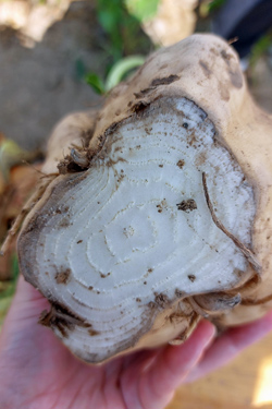 Verbräunte Leitbündel