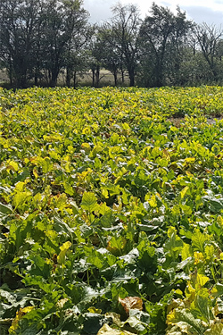 Vergilbung der Blätter