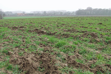 Starke Verunkrautung