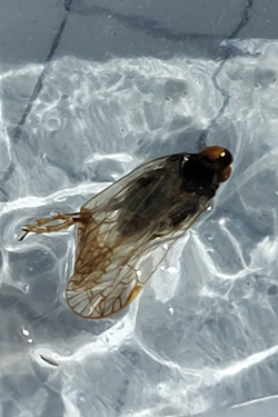 Schilf-Glasflügelzikade auf Leimtafel