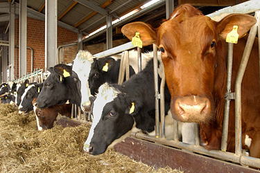 Kühe am Fressgitter Haus Riswick