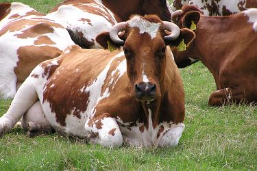 Milchkuh auf der Weide