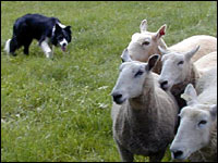 Border Collie und Schafe
