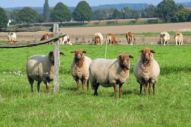 Coburger Fuchsschafe