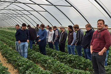 Geschützer Erdbeeranbau des Betriebs Croona