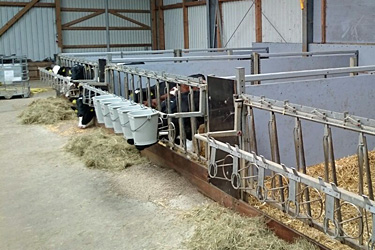 Kälberstall im Westerwald