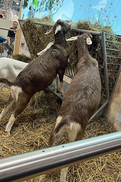 Besuch der EuroTier 2024