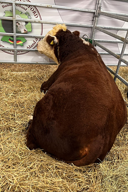 Besuch der EuroTier 2024